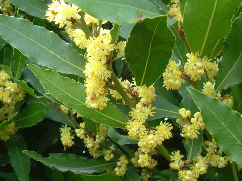 Prunus laucerasus / Lauroceraso